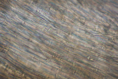 Lepiota castaneidisca