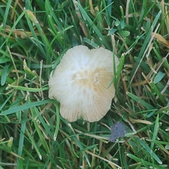 Bolbitius