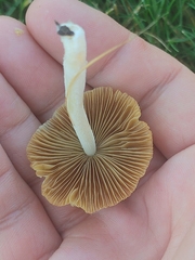 Bolbitius