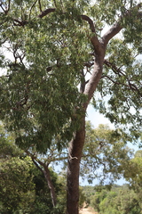 Corymbia nesophila