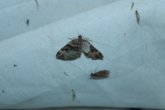 Xanthorhoe lacustrata