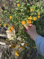 Lantana urticoides