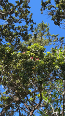 Metrosideros polymorpha