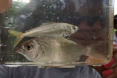 Eucinostomus gula