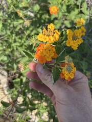 Lantana urticoides