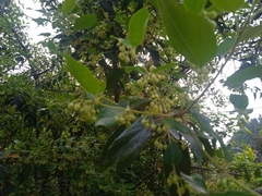 Aristotelia chilensis