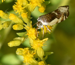 Tarache augustipennis