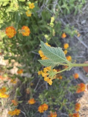 Lantana urticoides
