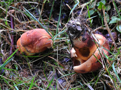 Baorangia