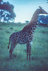 Giraffa camelopardalis reticulata