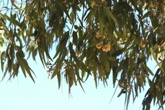 Corymbia nesophila