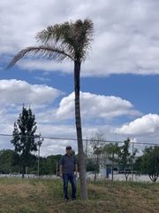 Cocoseae