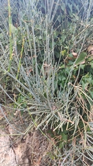 Ephedra major
