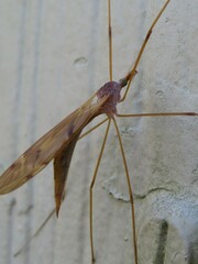 Tipulomorpha
