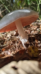Amanita cokeri