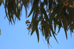 Corymbia nesophila
