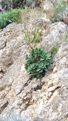 Iberis semperflorens