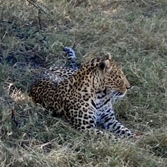 Panthera pardus pardus