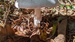 Amanita cokeri