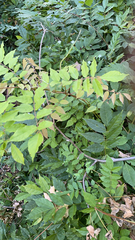 Wisteria sinensis