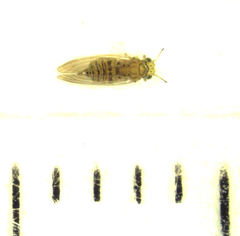 Cryptoneossa triangula