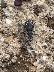 Cicindela tranquebarica