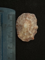 Crucibulum scutellatum