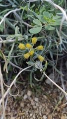 Helichrysum panormitanum