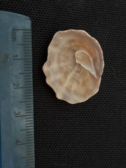 Crucibulum scutellatum