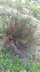Limonium bocconei