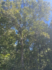 Maclura