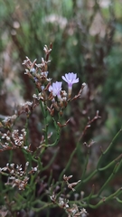 Limonium bocconei