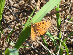 Melitaea didyma