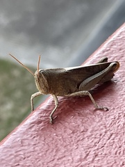 Schistocerca damnifica