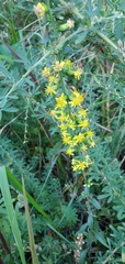Solidago erecta