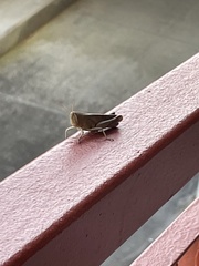 Schistocerca damnifica