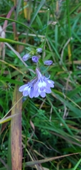 Lobelia amoena