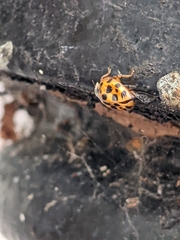 Harmonia axyridis