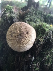 Scleroderma citrinum