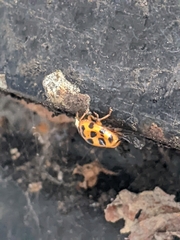 Harmonia axyridis