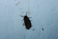 Virbia laeta