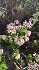 Erica multiflora