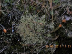 Cladonia scabriuscula