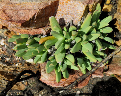 Image of Machairophyllum albidum by no rights reserved
