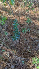 Osmanthus heterophyllus