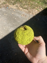 Maclura