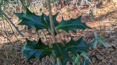 Osmanthus heterophyllus