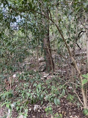 Juglans major