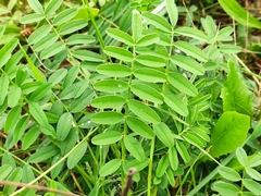 Onobrychis viciifolia