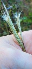 Andropogon ternarius